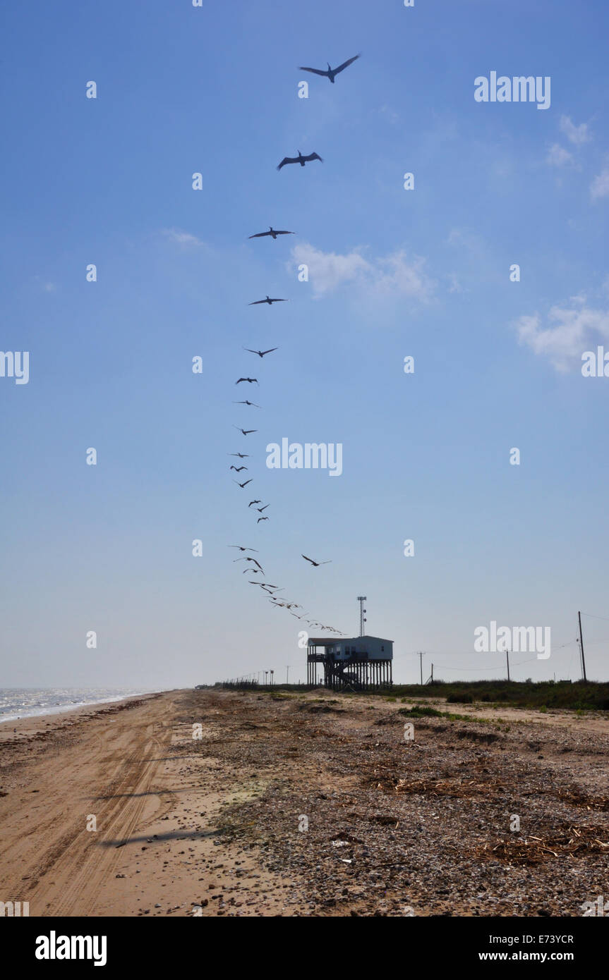Vogelschwarm in Himmel, Galveston, Texas, USA Stockfoto