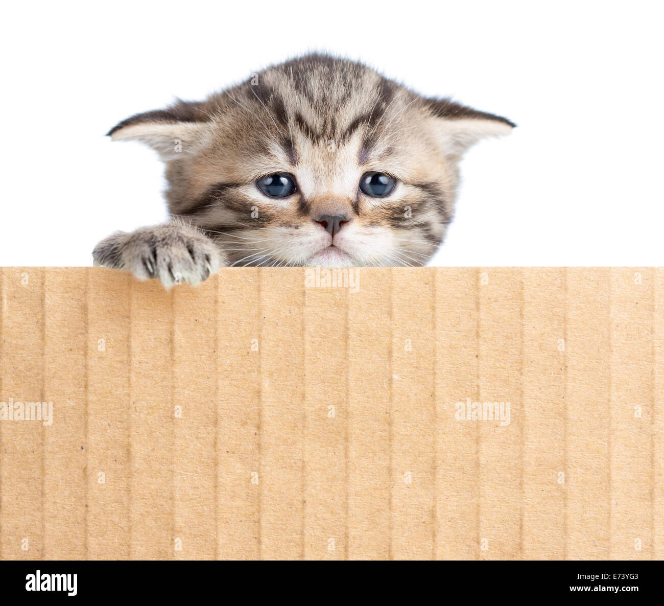 kleines Kätzchen hinter Karton Zaun Stockfoto