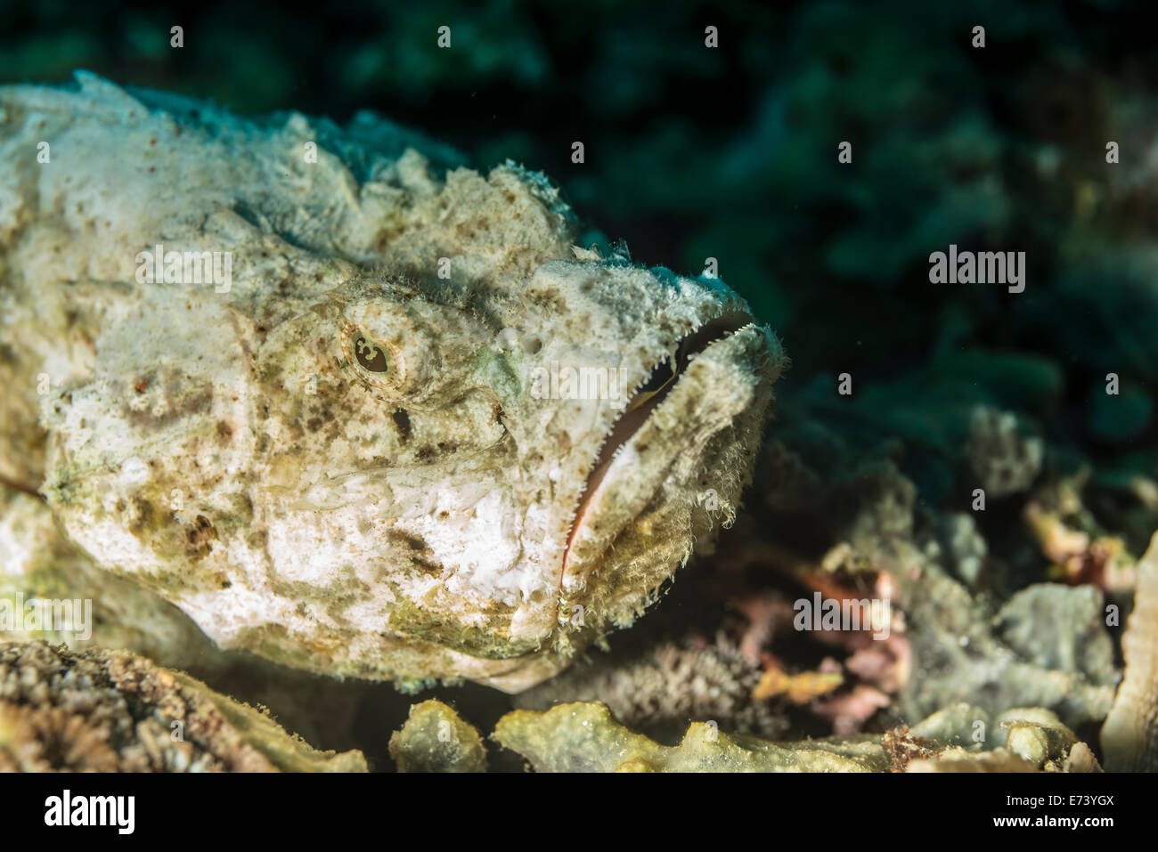 Devil scorpionfish ruht auf einem Coral Stockfoto