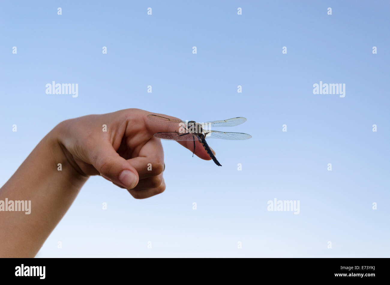 großen Damselfly Insekt auf Womans Finger sitzen. Stockfoto