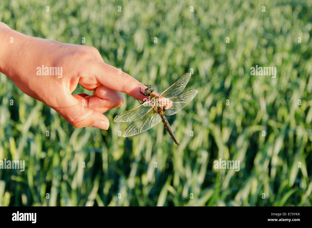 Closeup große Damselfly Insekt auf Womans Finger sitzen. Stockfoto