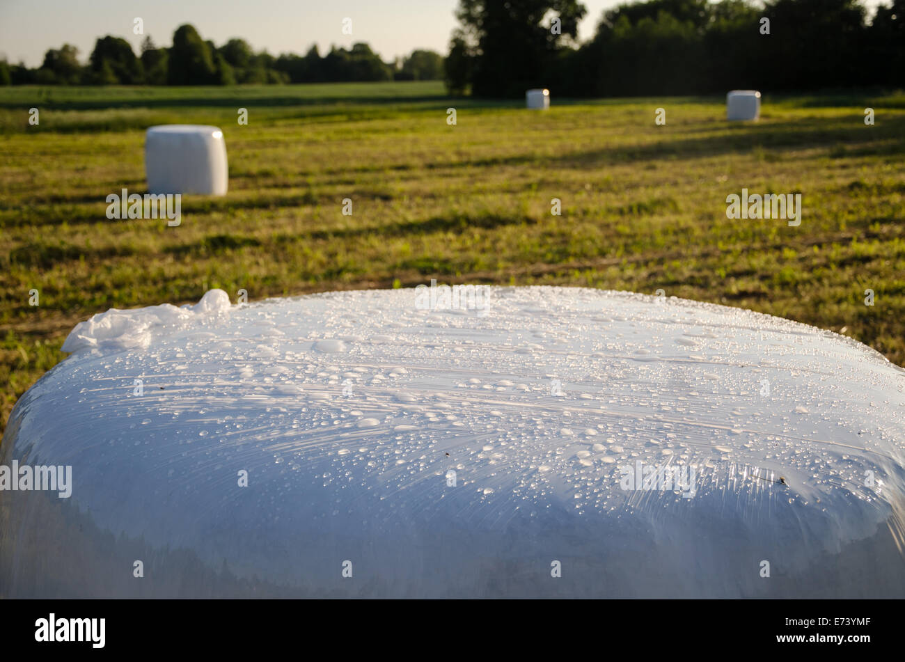 Polyäthylen eingewickelt geernteten Wiese Rasen Ballen Heu Futter für die Tiere. Stockfoto