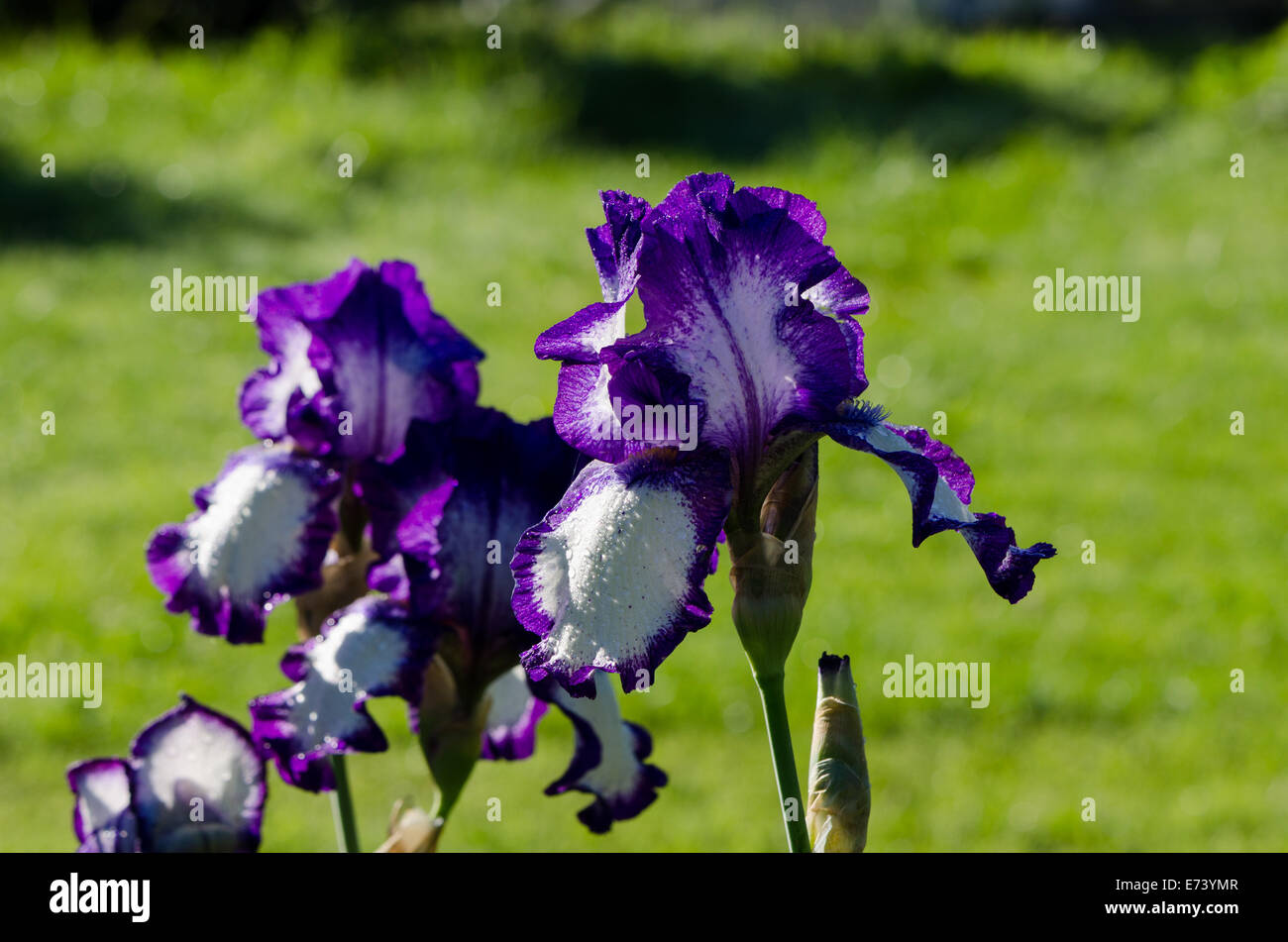 Nahaufnahme der taufrischen multicolor Iris Blume. Stockfoto