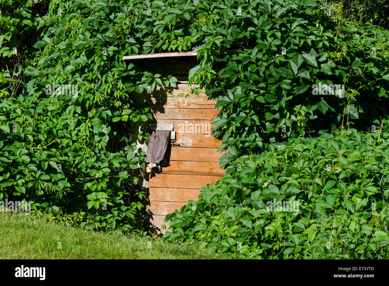 alte hölzerne Kellertür mit grün bewachsenen Schlingpflanzen auf Dorf Stockfoto