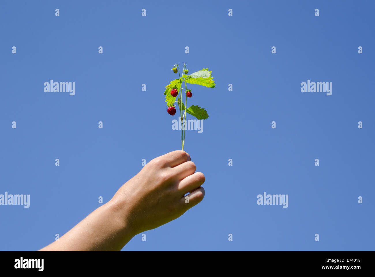 Frau Hand halten grüne Erdbeeren Spray auf blauen Himmelshintergrund Stockfoto