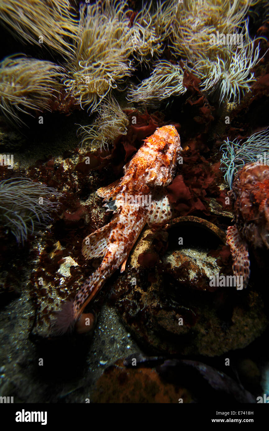Scorpeana Scrofa, rote Drachenköpfe Stockfoto