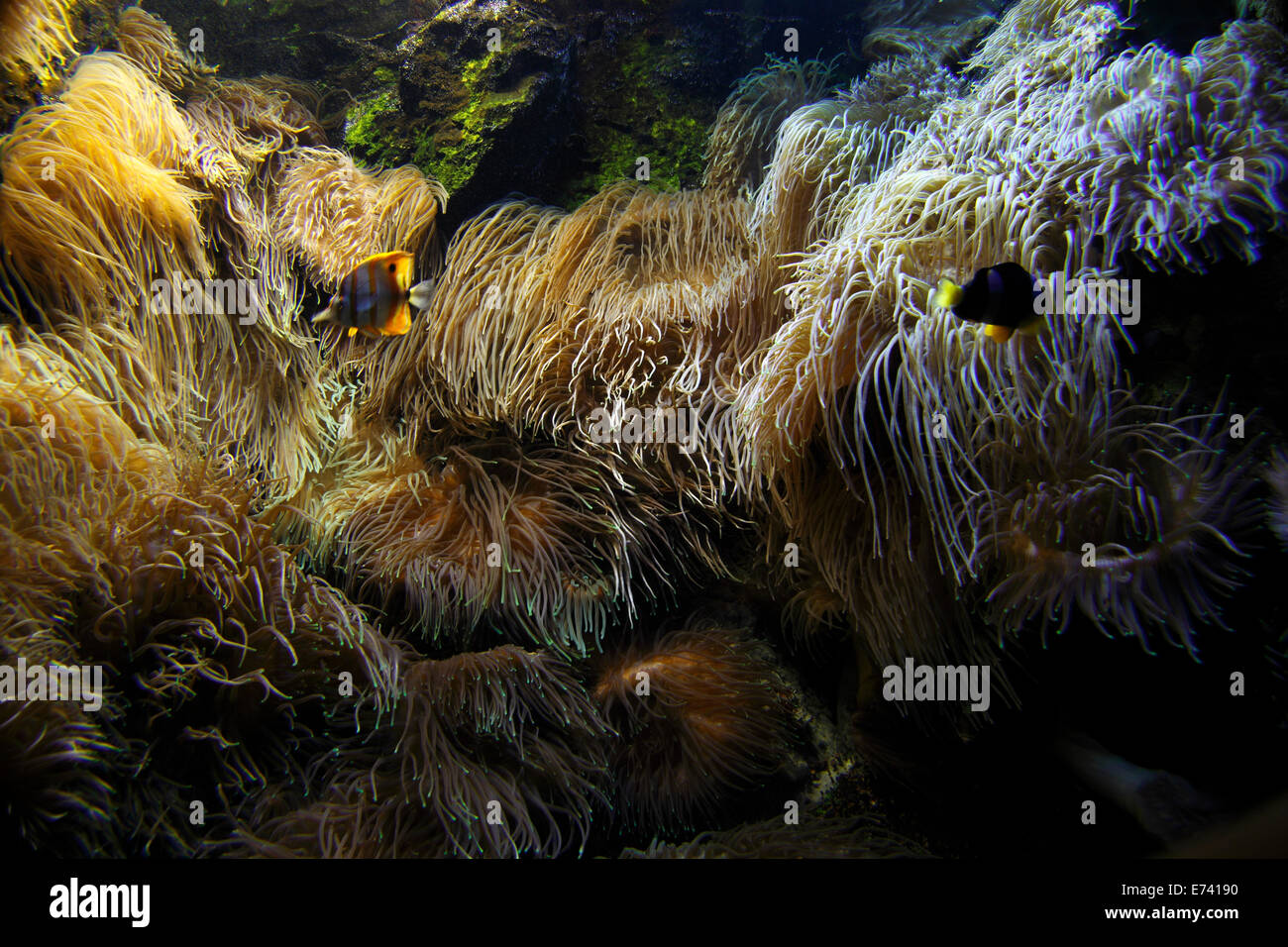 Anemonen auf einem Riff Stockfoto