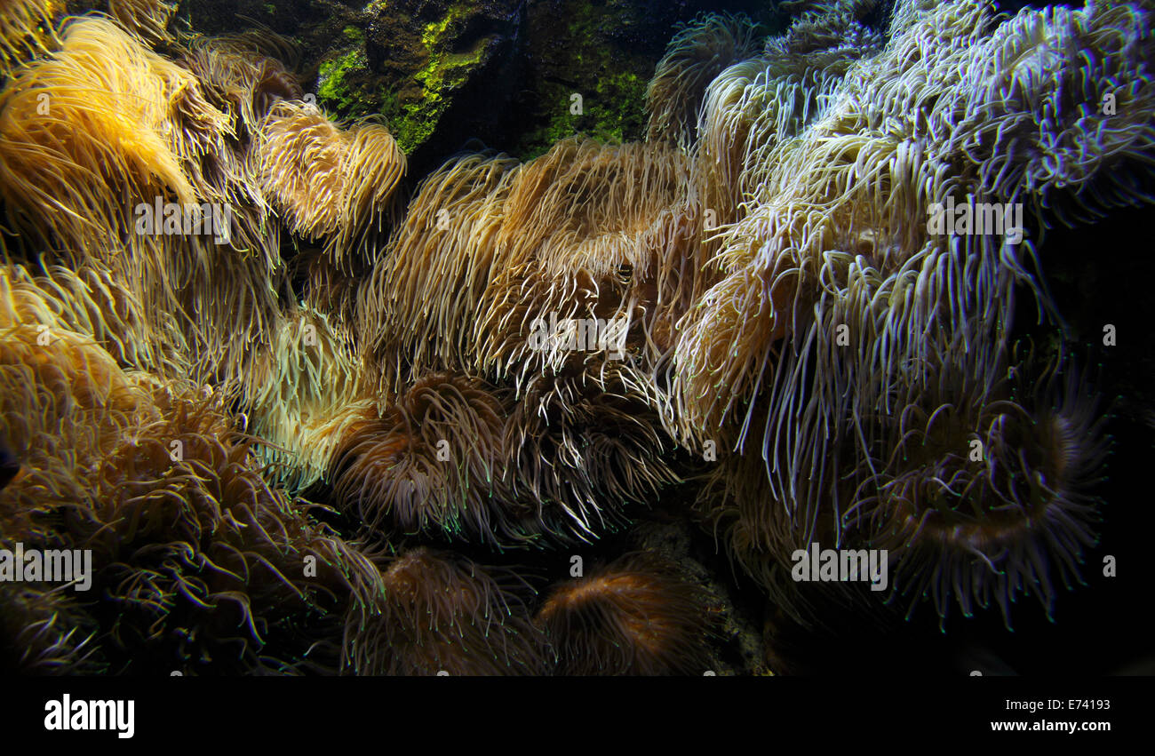 Anemonen auf einem Riff Stockfoto