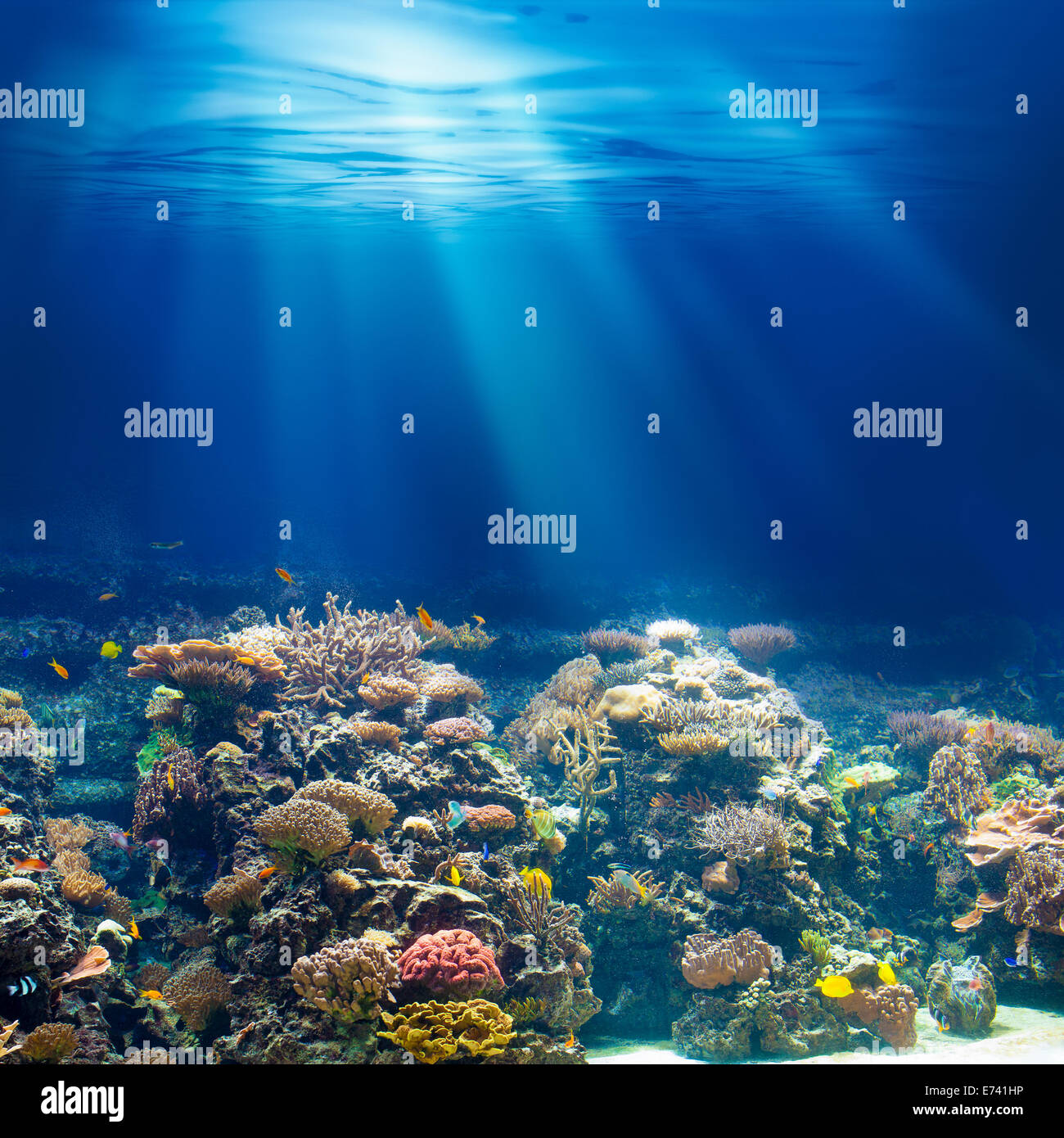 Meer oder Ozean Unterwasser Korallenriff schnorcheln oder Tauchen Hintergrund Stockfoto