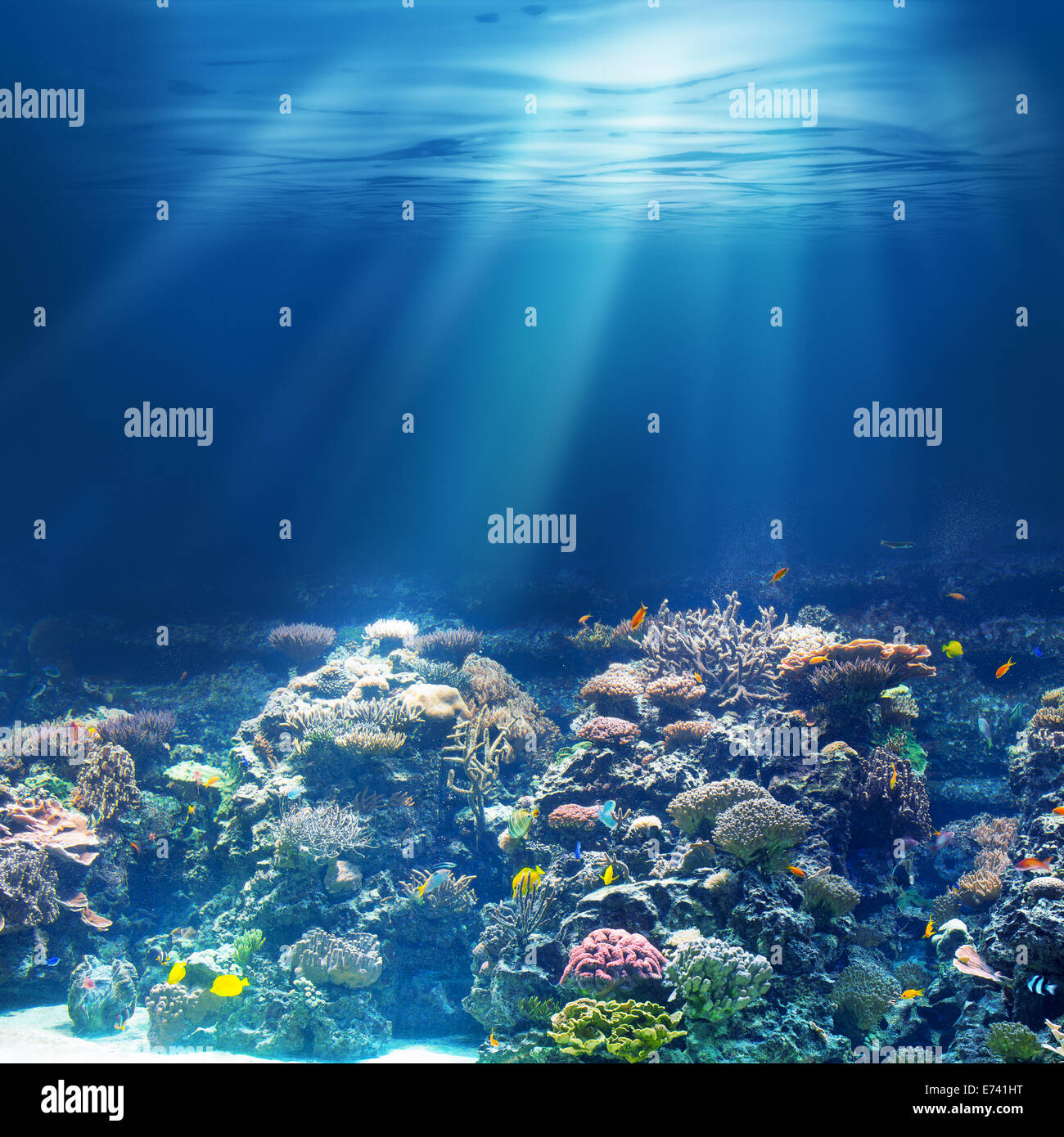 Meer oder Ozean Unterwasser Korallenriff Stockfoto
