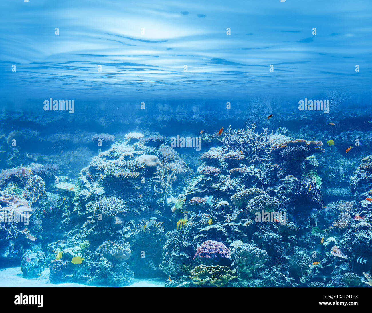 Meer oder Ozean unter Wasser mit Korallenriffen und tropischen Fischen Stockfoto