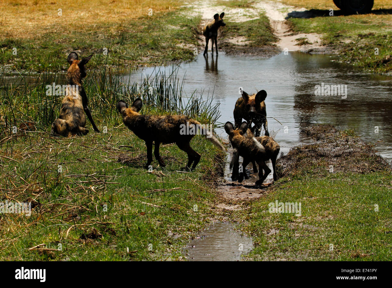 Kritisch bedrohten afrikanischen wilden Hund Pack versuchen, ermutigen die Welpen zu Wasser zu überqueren, die sie nicht mögen Stockfoto