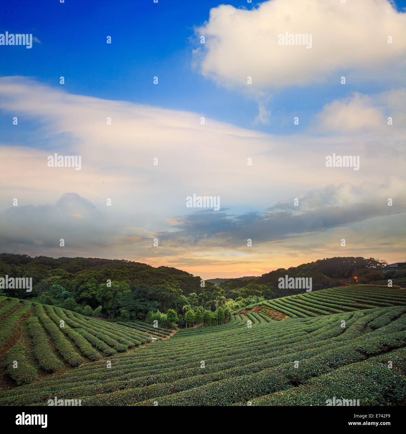 Tee-Plantage-Tal am dramatischen rosa Sonnenuntergang Himmel in Taiwan für Adv oder anderen Zweck Verwendung Stockfoto