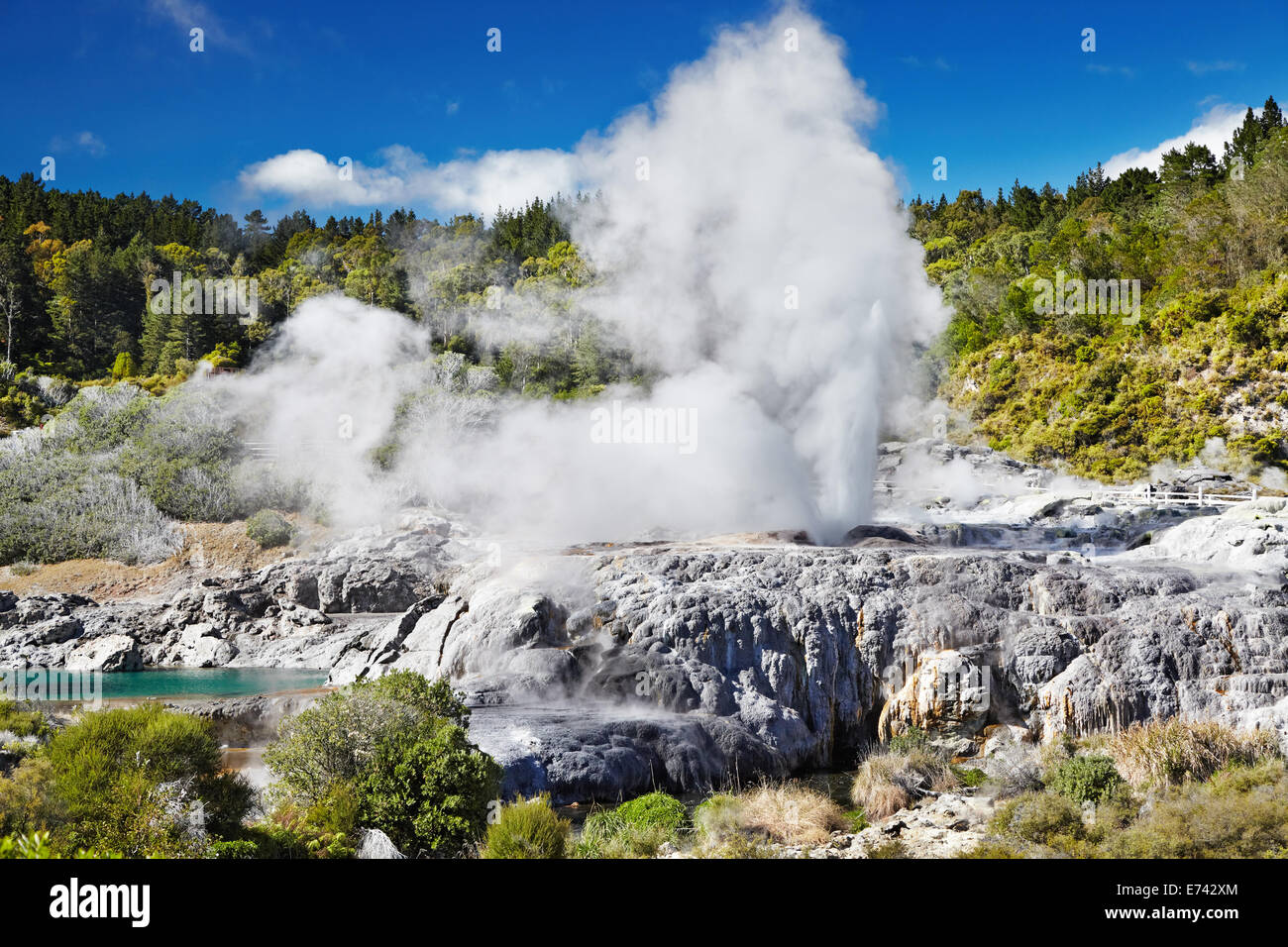 Pohutu Geysir, Whakarewarewa Thermal Tal, Rotorua, Neuseeland Stockfoto