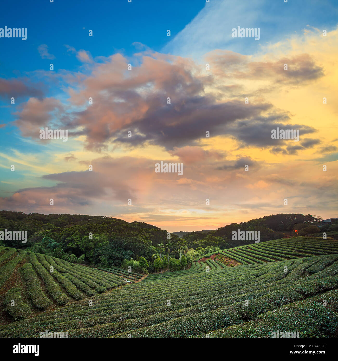 Tee-Plantage-Tal am dramatischen rosa Sonnenuntergang Himmel in Taiwan für Adv oder anderen Zweck Verwendung Stockfoto
