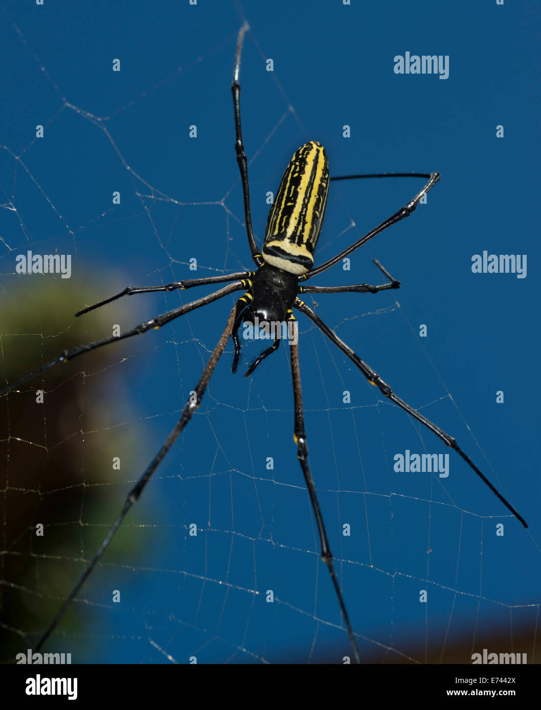 Riesen Holz Spinne im Netz Stockfotografie - Alamy