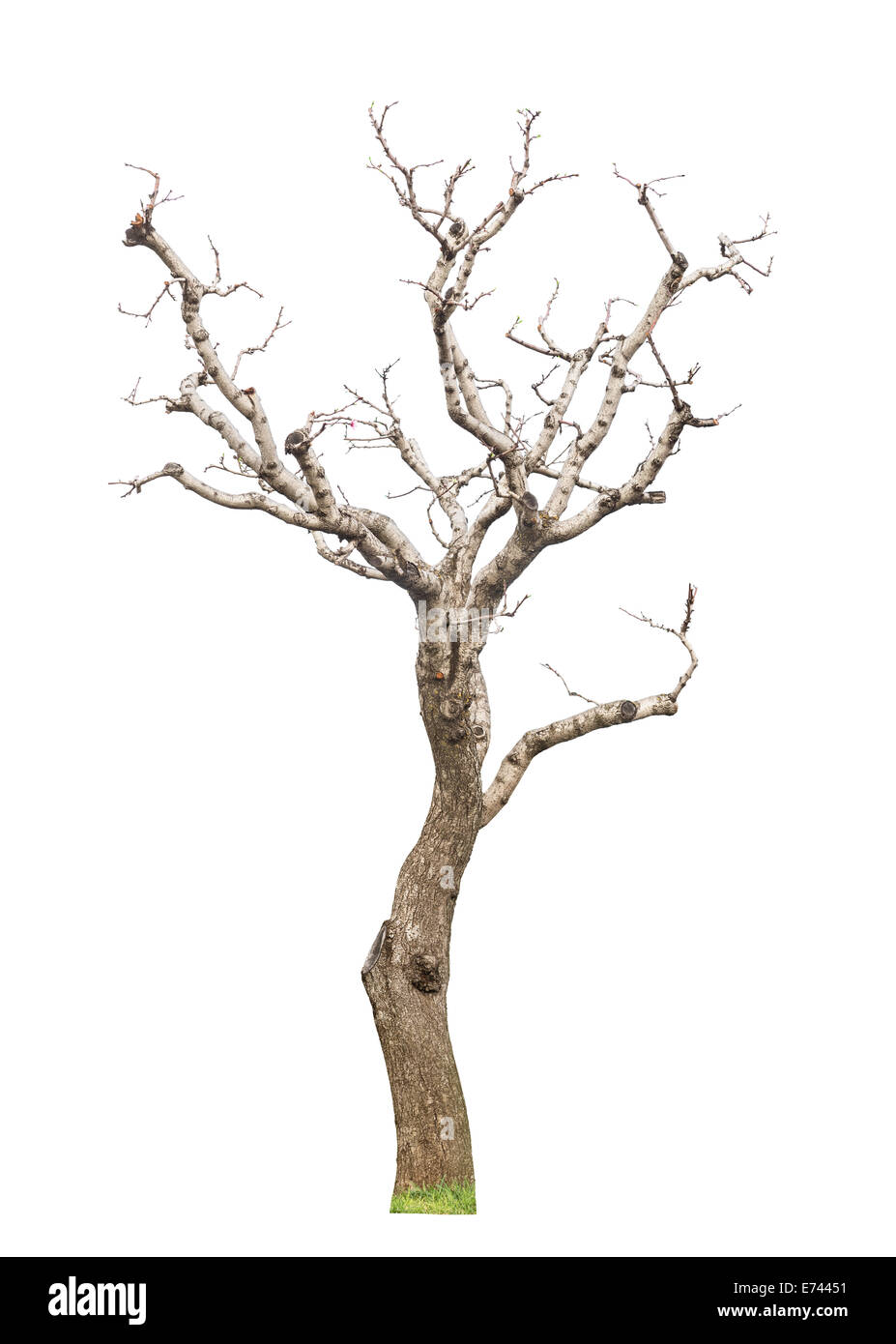 Alter beschnittene Baum mit neuen jungen Blätter und Knospen. Konzept-Leben-Revival und Frühling. Isoliert. Stockfoto
