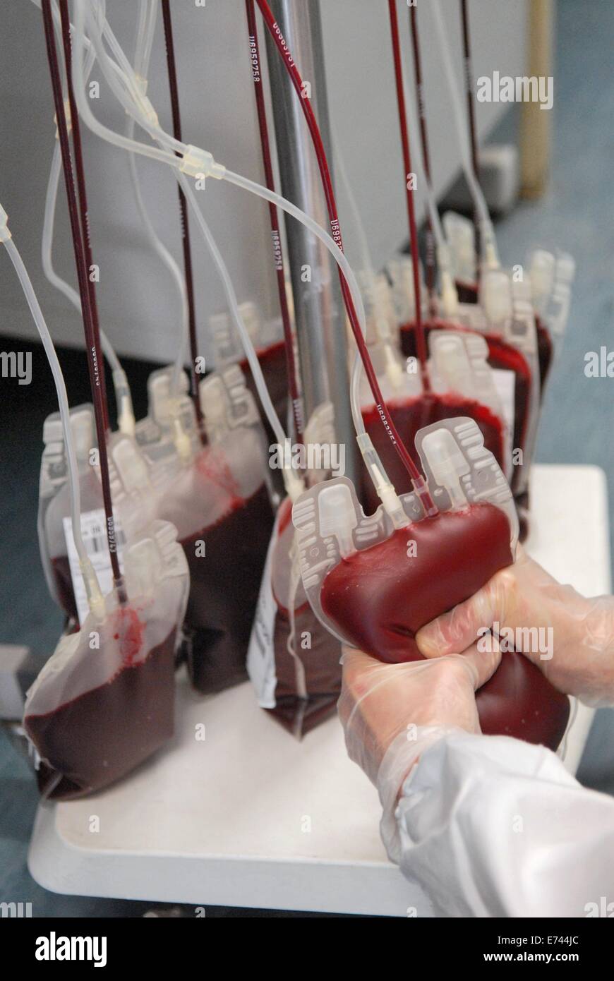 Sacco Hospital von Mailand (Italien), Einheit der Immunhämatologie und Transfusionsmedizin, Labor für die Analyse des Blutes Stockfoto