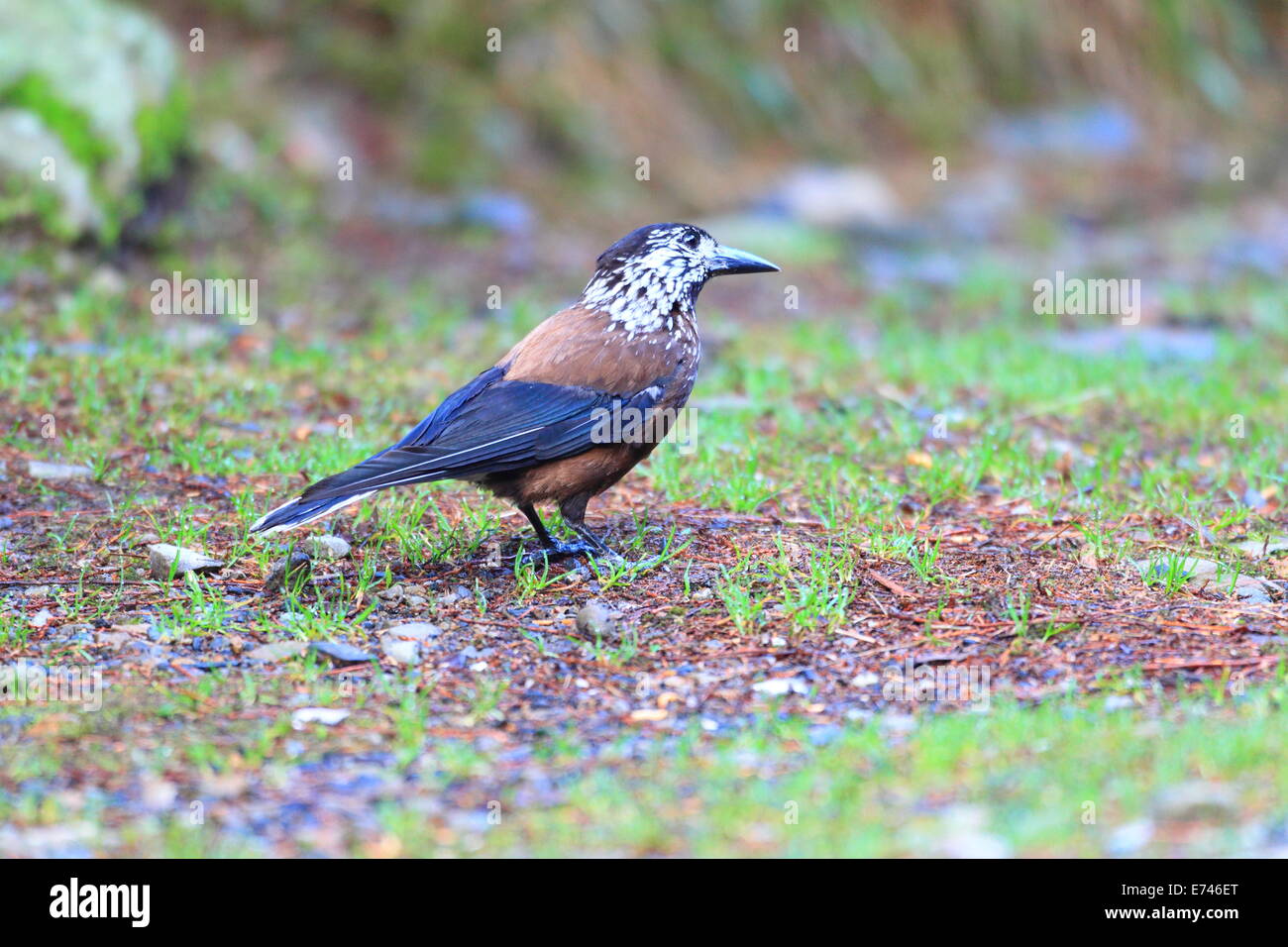 Gefleckte Tannenhäher (Nucifraga Caryocatactes) in Taiwan Stockfoto