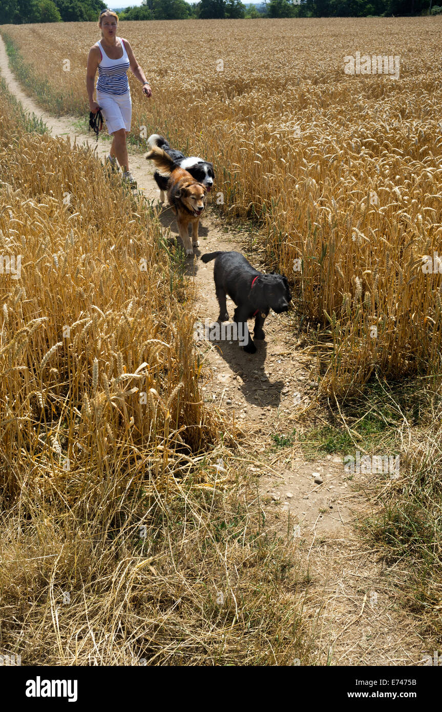 Eine Dame mit ihrer Hunde zu Fuß auf einem Wanderweg durch ein Gerstenfeld, Chilterns Landschaft Buckinghamshire Südost Engla Stockfoto