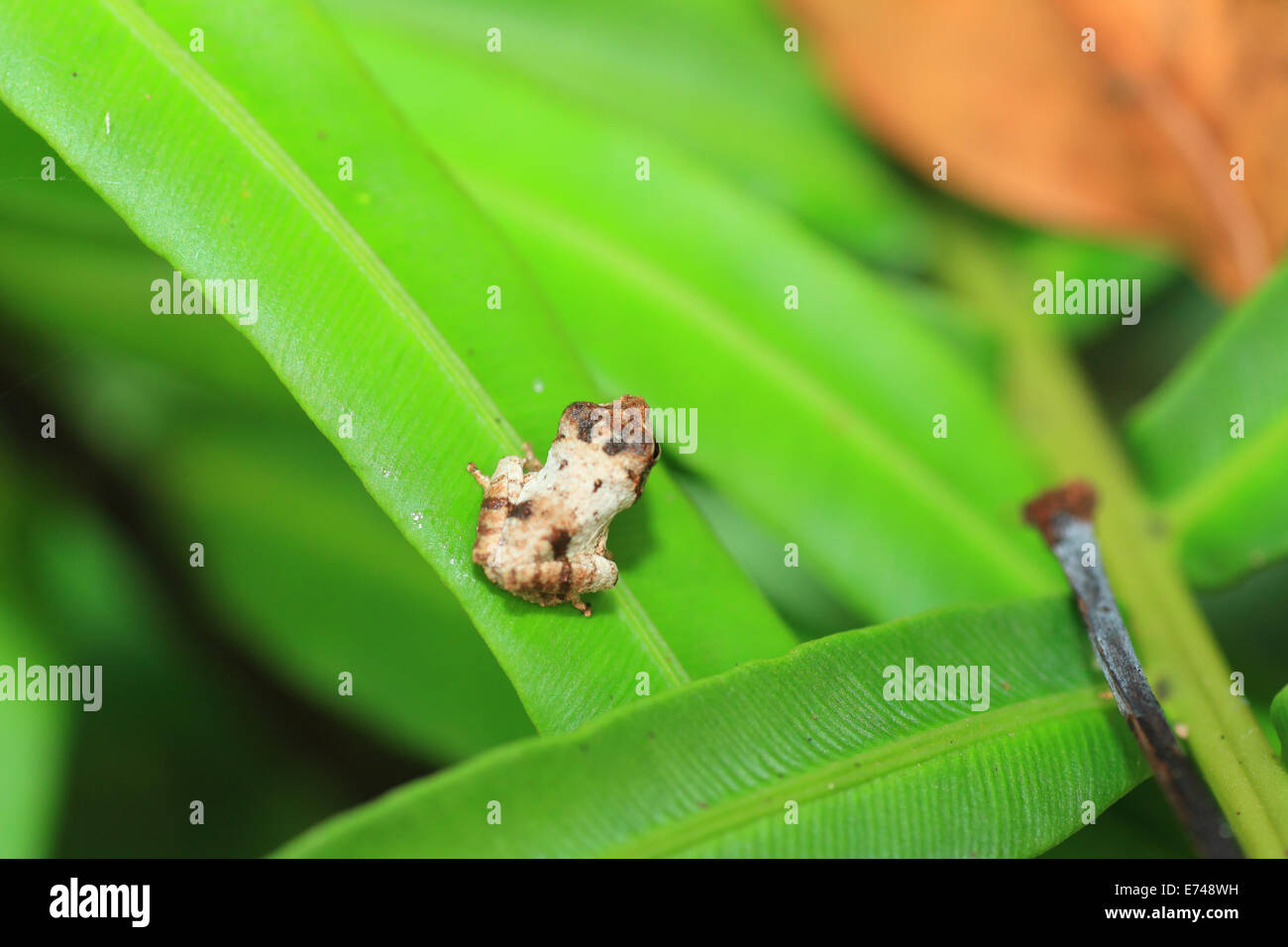 Sri Lanka Strauch Frosch sp (Pseudophilautus sp) in Kitulgala Wald, Sri Lanka Stockfoto