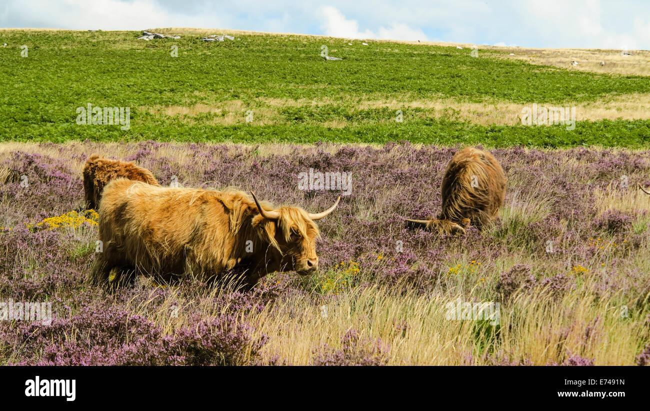 Highland-Kuh Weiden auf Heidekraut, Dartmoor, UK Stockfoto