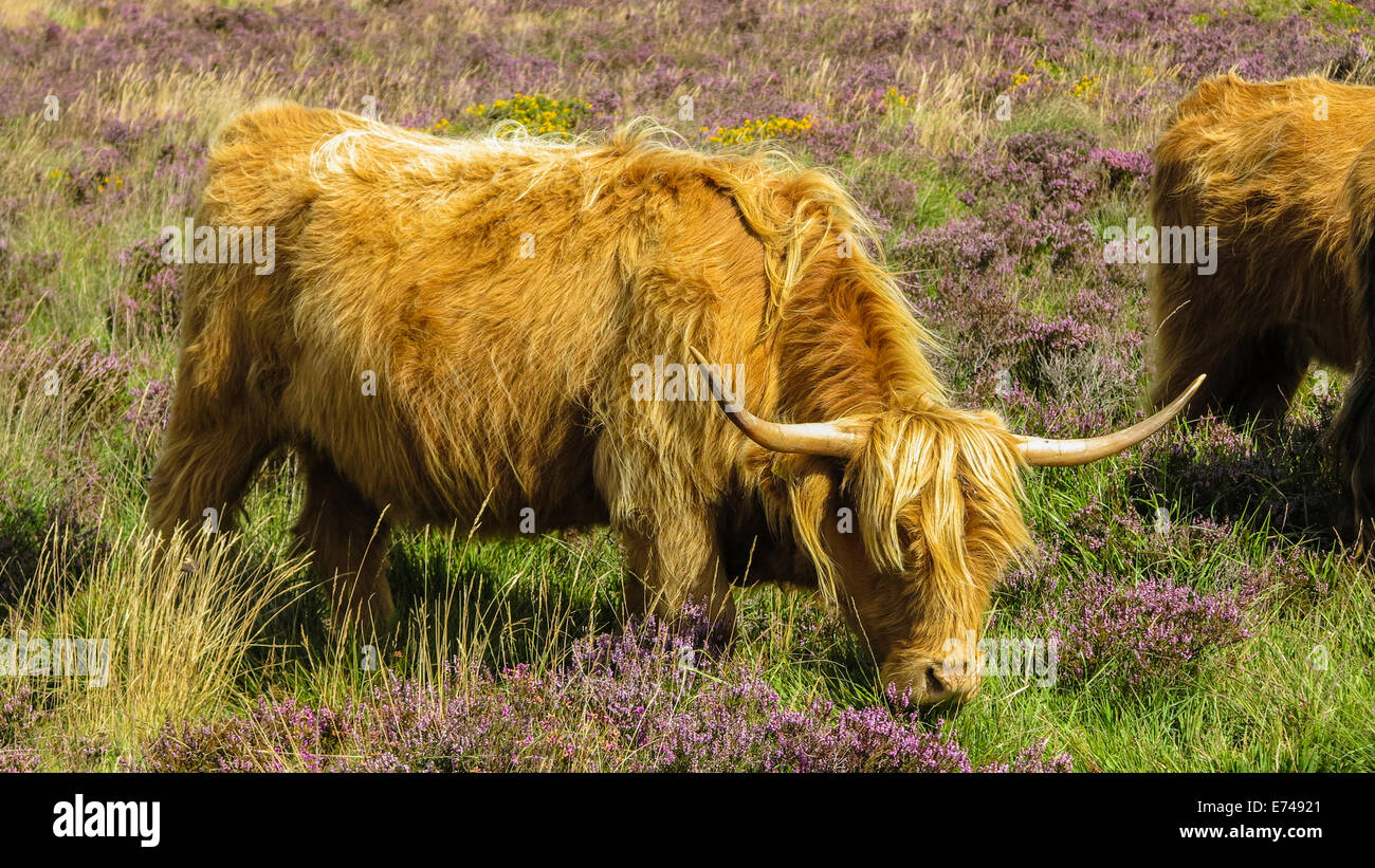 Highland-Kuh Weiden auf Heidekraut, Dartmoor, UK Stockfoto