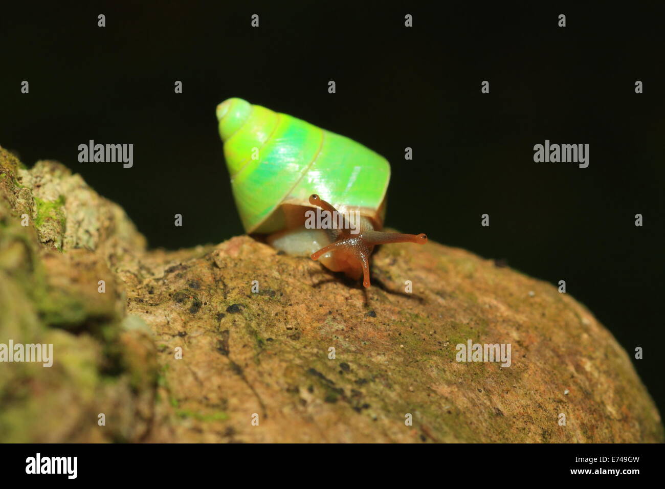 Sri Lanka grüne Schnecke (Beddomea Albizonatus) in der Sinharaja Forest Reserve in Sri Lanka Stockfoto