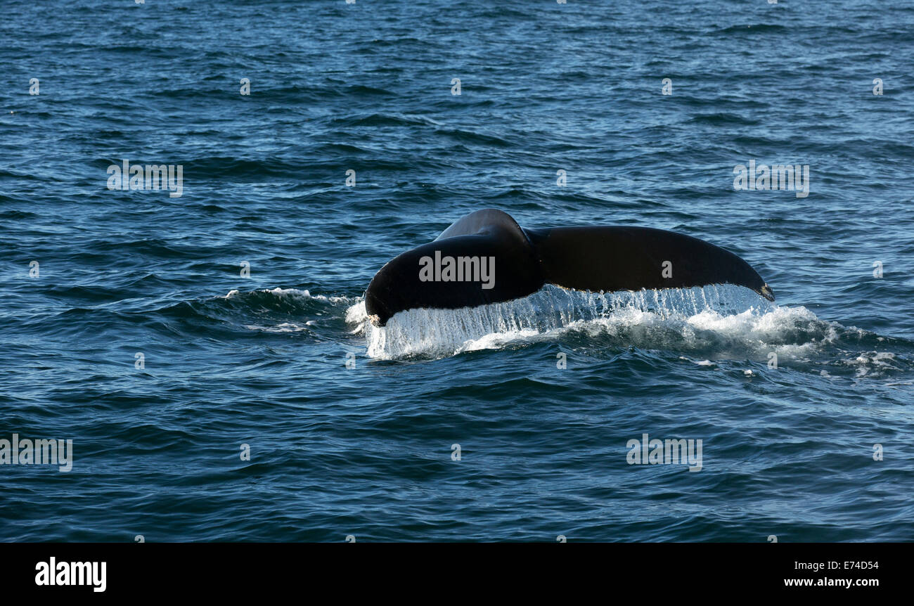 Buckelwale in den Atlantischen Ozean zeigt seine Rute Stockfoto