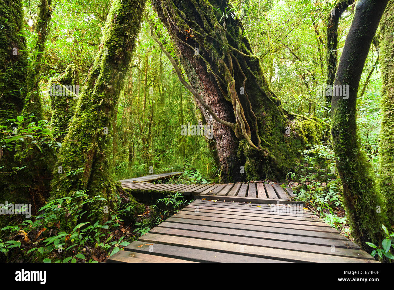Dschungel-Landschaft. Holzbrücke im nebligen Regenwald. Hintergrund bei Doi Inthanon Park, Thailand Reisen Stockfoto