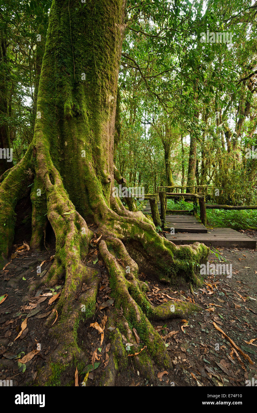 Nebligen Regenwald Landschaft der Outdoor-Park mit großen Baumwurzeln, Dschungelpflanzen und Holzbrücke. Hintergrund bei D Reisen Stockfoto