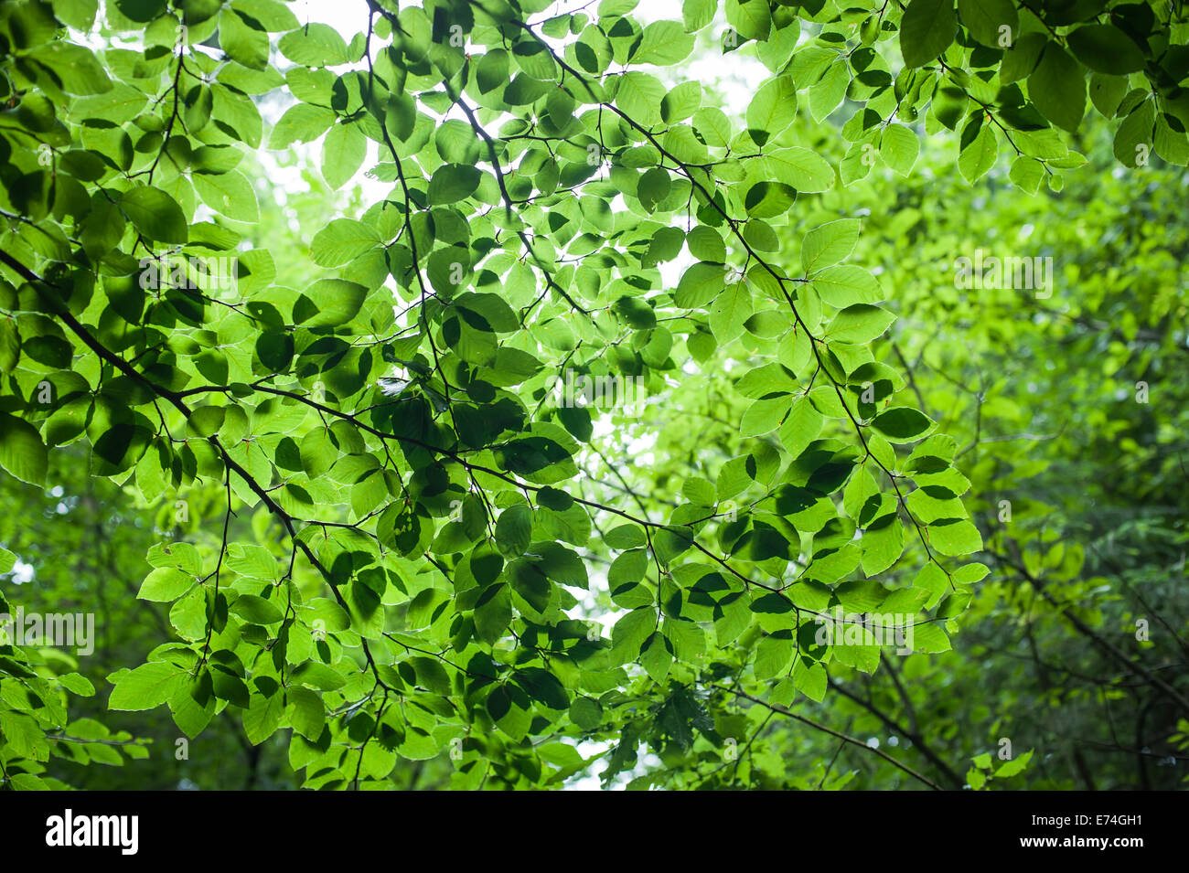 Abstrakte Natur Hintergrund mit frischen Blätter im Sommer Wald Stockfoto