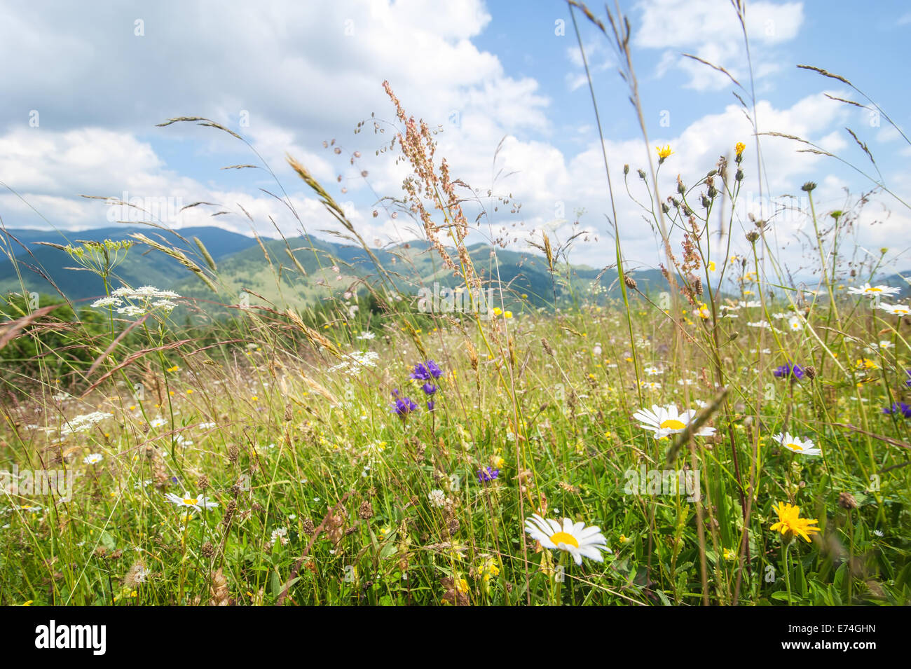Erstaunliche sonniger Tag in Bergen. Sommerwiese mit Wildblumen unter blauem Himmel. Hintergrund von Natur und Landschaft Stockfoto