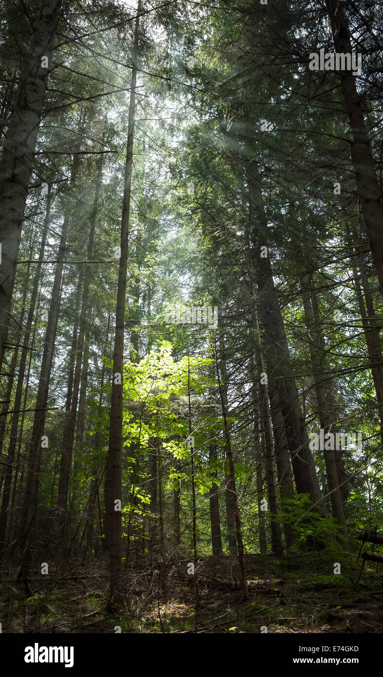 Erstaunliche Morgen Sommerlandschaft tief Highland Wald bei Karpaten. Ukraine Reisezielen Hintergrund Stockfoto
