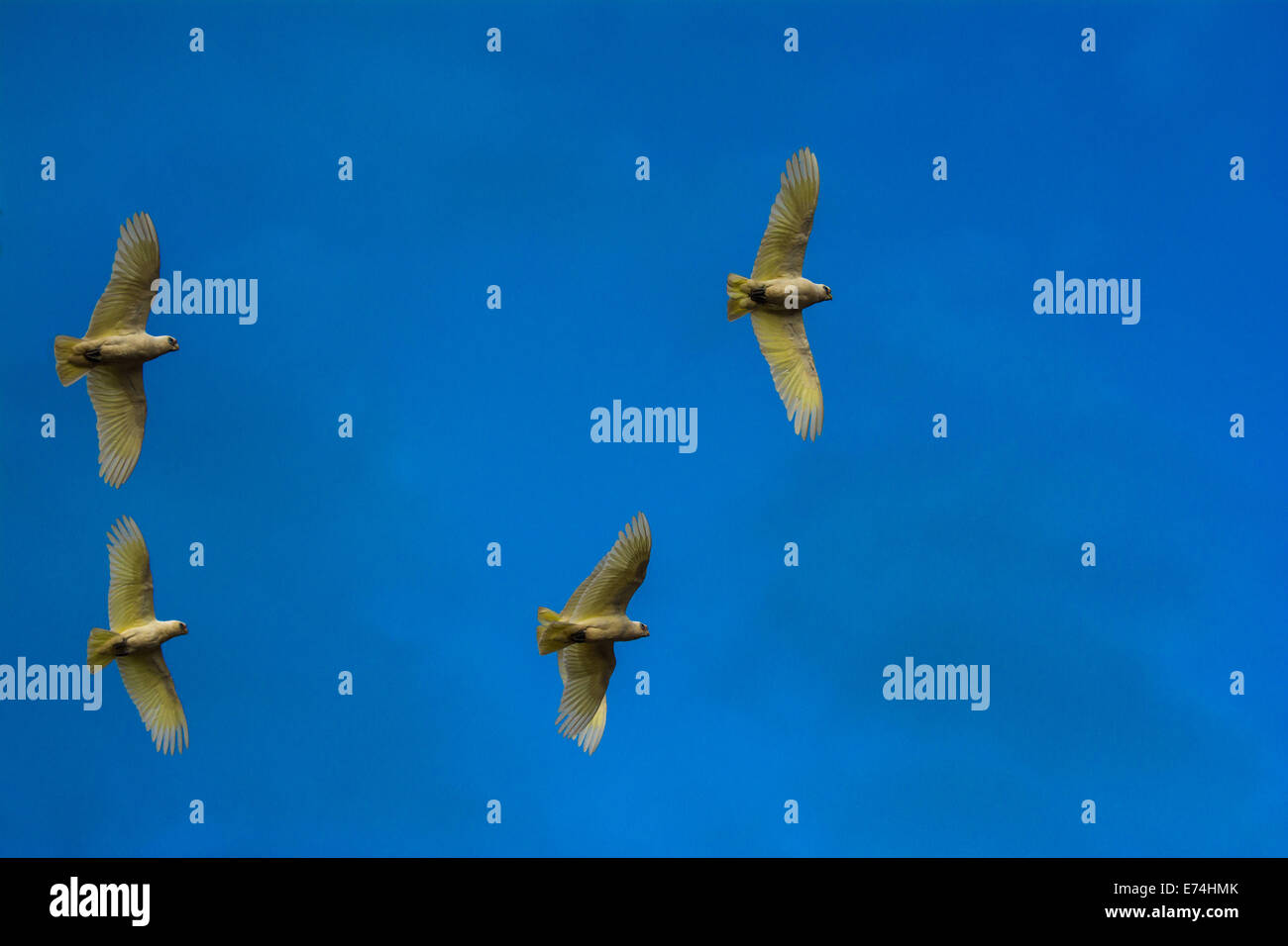 Corellas im Flug, Brisbane, Queensland, Australien Stockfoto