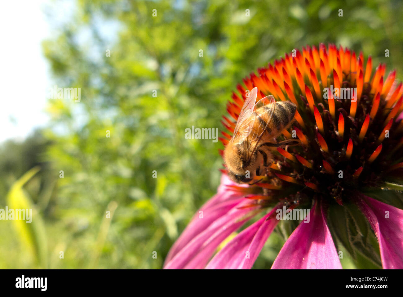 Honigbiene auf Kornblume. Stockfoto