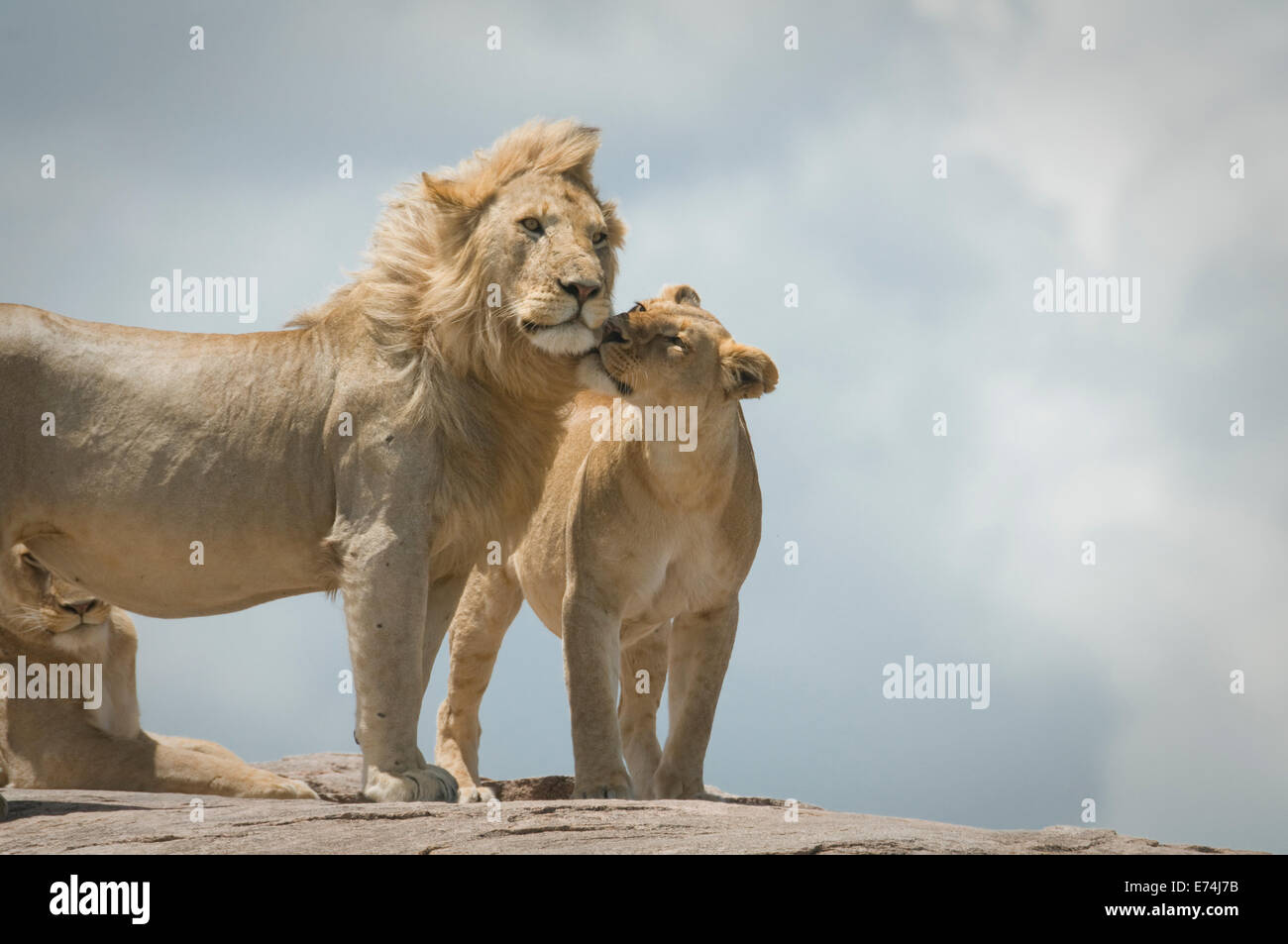 Löwen kuscheln -Fotos und -Bildmaterial in hoher Auflösung – Alamy