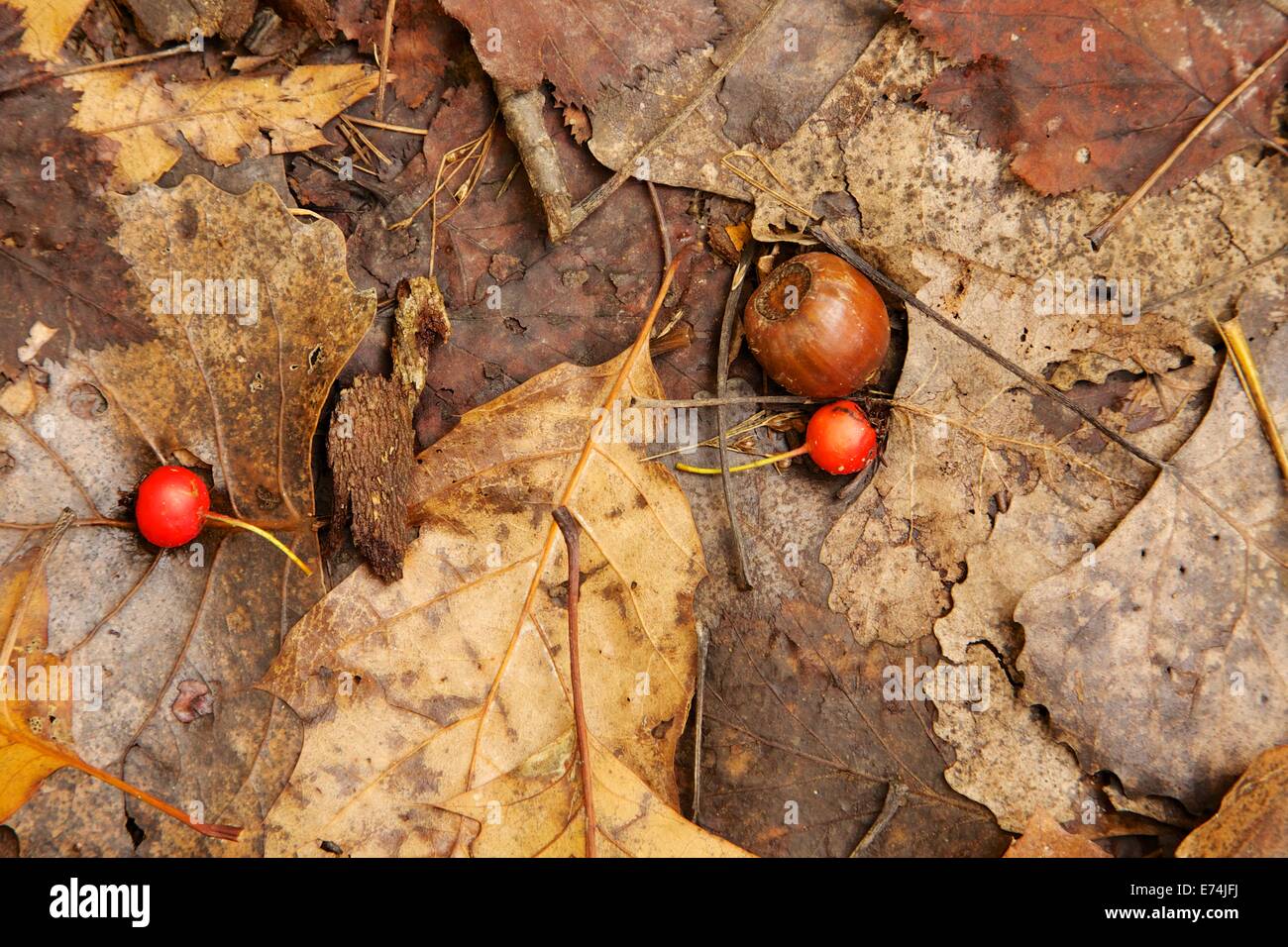 Eichel und Weißdorn Obst auf abgefallenen Blättern. Stockfoto