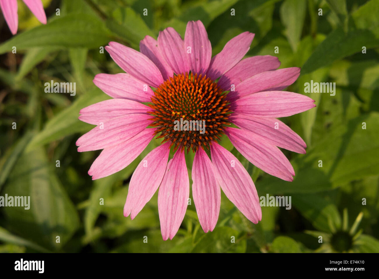 Rosa kegel Blumen. Stockfoto