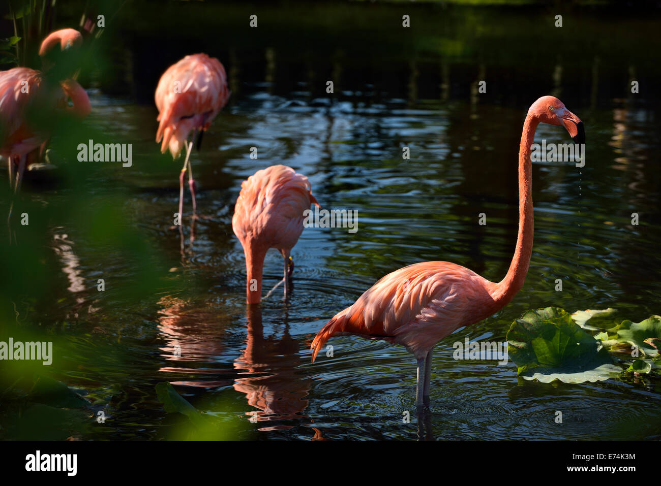 Kolonie von rosa Flamingos Phoenicopterus Ruber Fütterung beim Waten in einem Teich in der Sonne Toronto Zoo Stockfoto