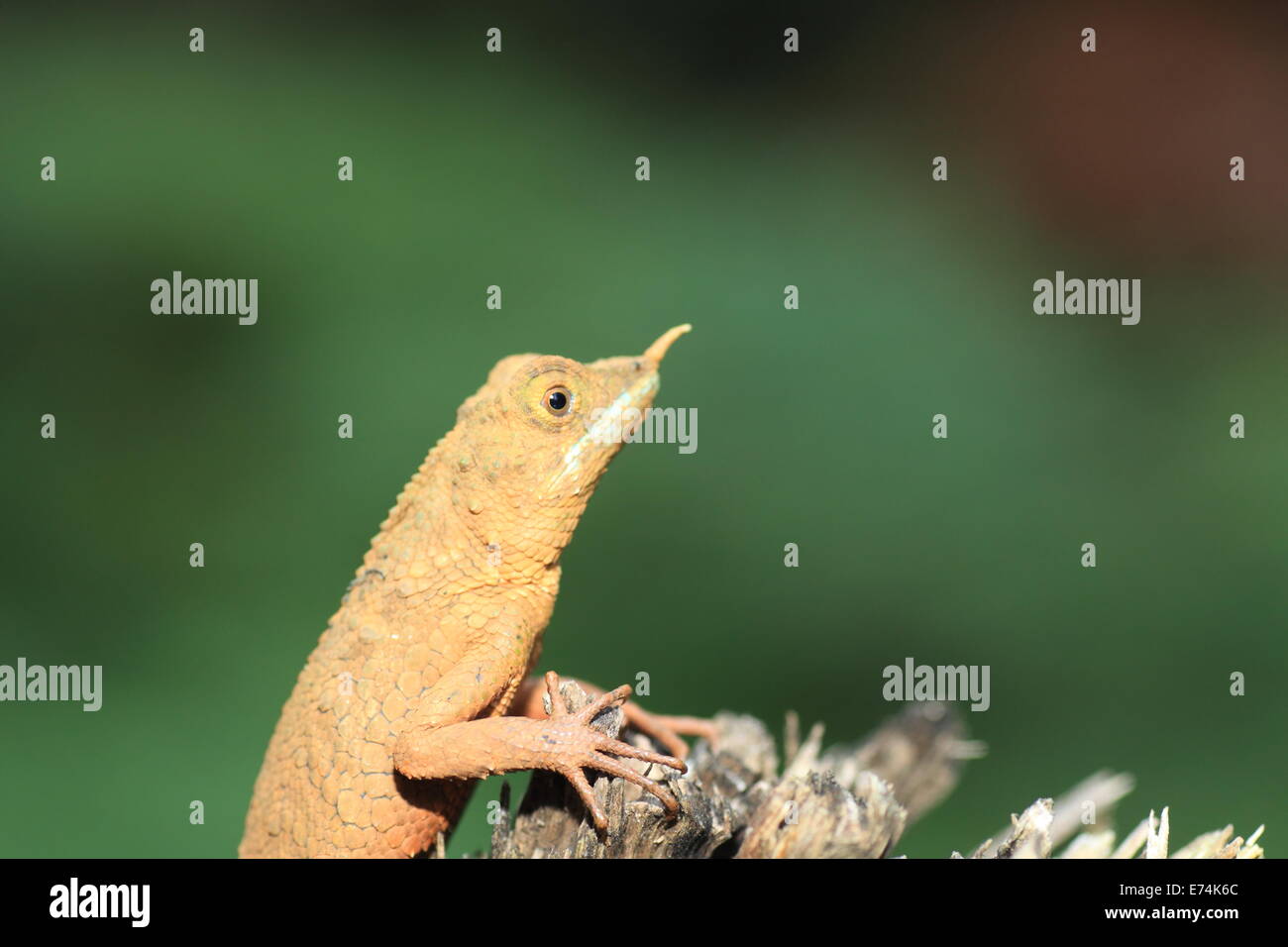 Rhino-gehörnte Eidechse (Ceratophora Stoddartii) in Sri Lanka Stockfoto