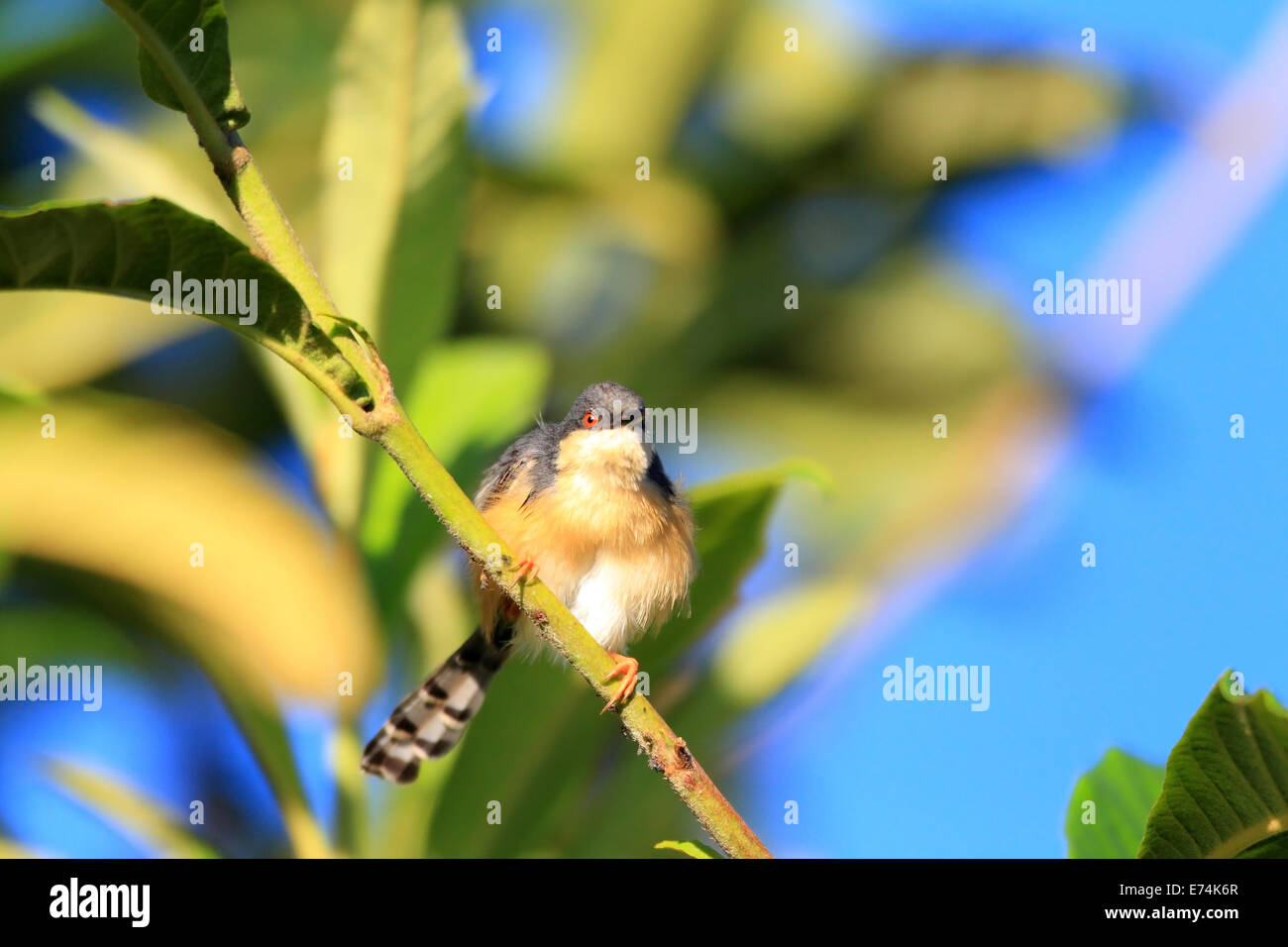 Ashy Prinia oder Ashy Wren-Grasmücke (Prinia Socialis) in Sri lanka Stockfoto