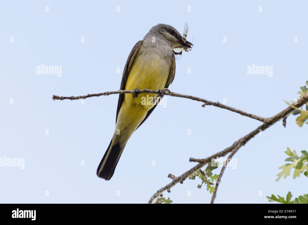 Ein Western Kingbird Erwachsener (Tyrannus Verticalis) ein Fliegenfänger thront Inon Eiche Ast mit einer Libelle Fang bereitet sich auf Gebühr Stockfoto