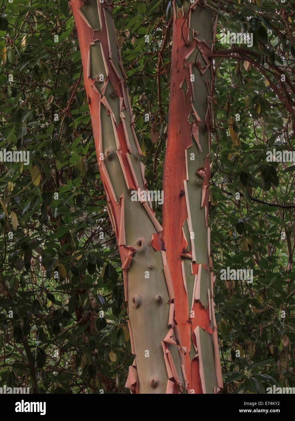Madrone Baum (Arbutus Menziesii) einen immergrünen Baum mit Orange-roten Rinde, die natürlich entfernt in dünnen Blechen schält. Eingeborener nach coas Stockfoto
