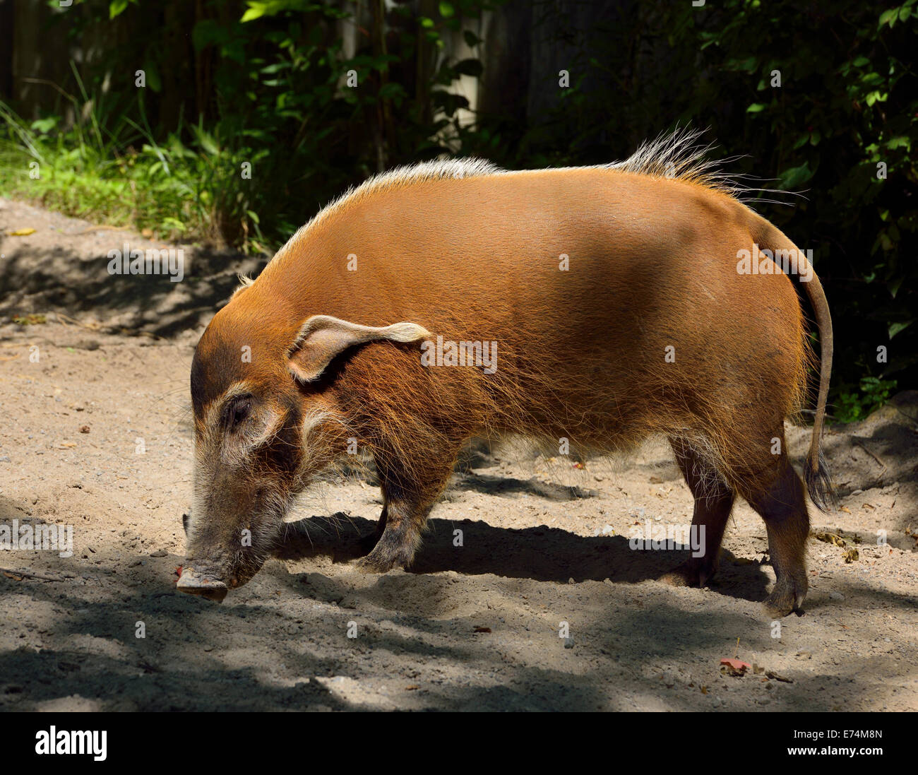 Seitenansicht des Red River Hog Potamochoerus Porcus riechen die Erde Toronto Zoo Stockfoto