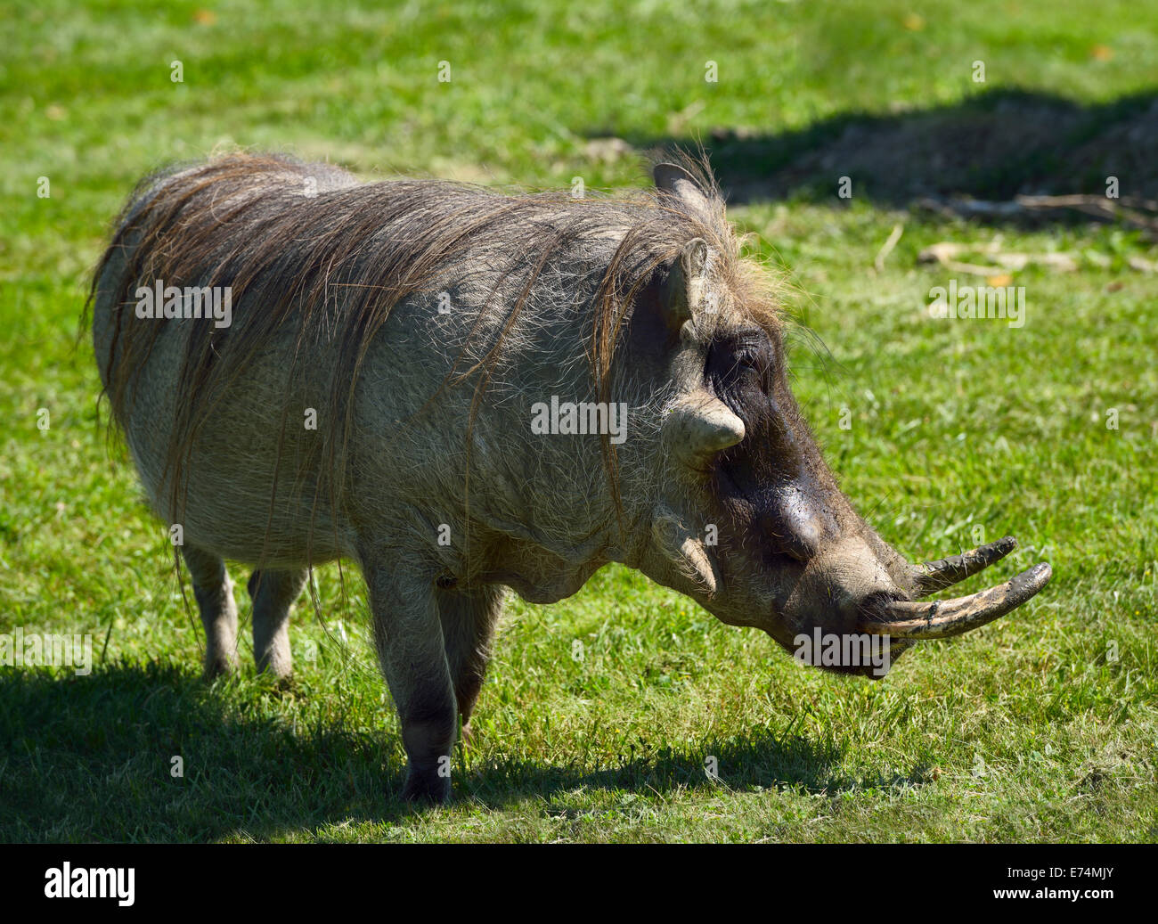 Männliche gemeinsame Warzenschwein Phacochoerus Africanuswith drei Warzen an Gesicht Toronto Zoo Stockfoto