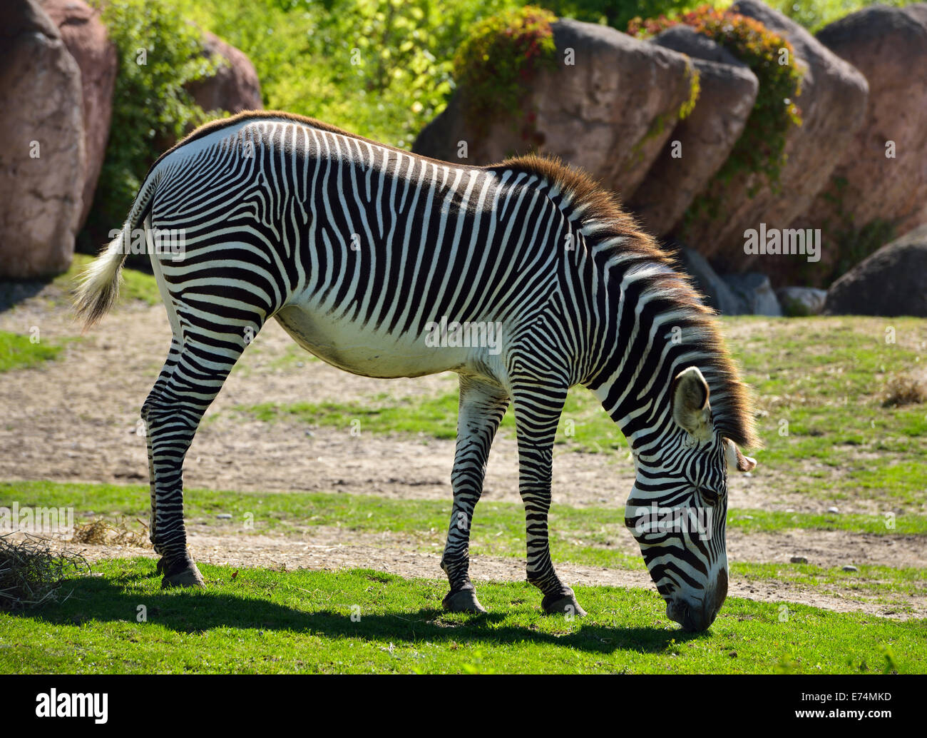 Seitenansicht einer hinterleuchteten Grevy-Zebras Equus Grevyi Weiden auf Rasen Toronto zoo Stockfoto