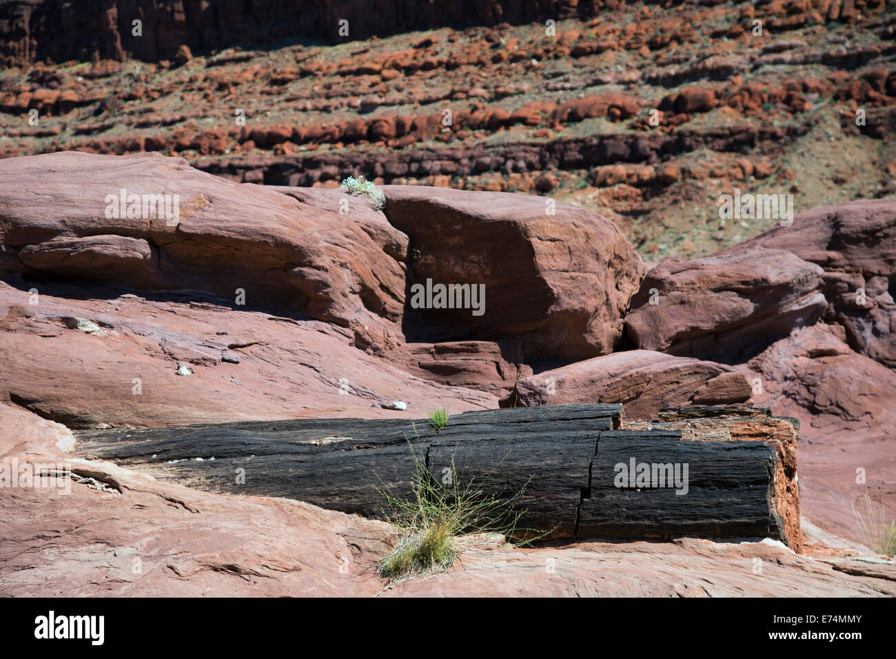 Canyonlands National Park, Utah - Teil des versteinerten Stammes ergibt sich aus dem festen Fels in Cataract Canyon umgibt. Stockfoto