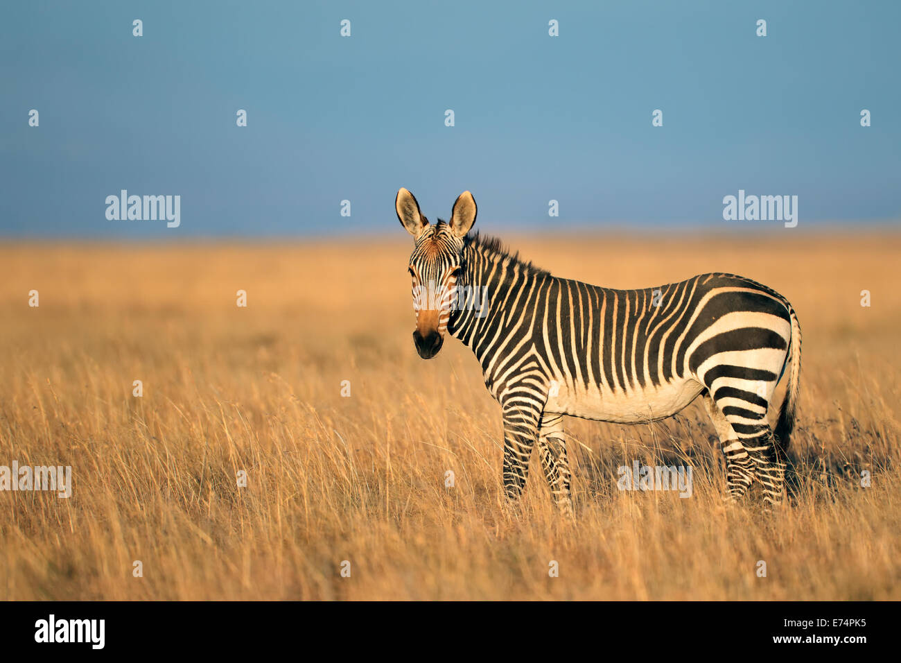 Kap-Bergzebra (Equus Zebra), Mountain Zebra National Park, Südafrika Stockfoto