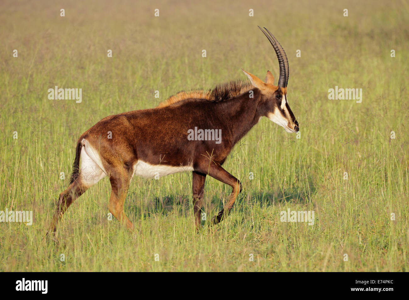 Weibliche Rappenantilope (Hippotragus Niger) im Grünland, Südafrika Stockfoto